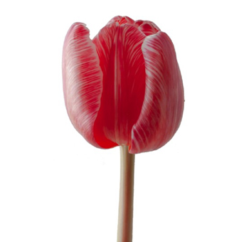 Tulips For Sale