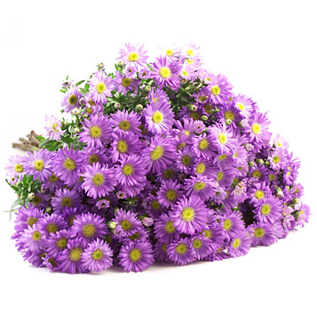 Purple Aster
