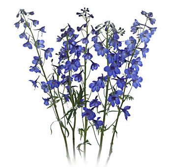 Bunch of Blue Delphinium flowers featuring tall, slender stems with delicate clusters of vibrant blue blooms, adding height and elegance to floral arrangements.