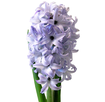 Hyacinth Blue Giant Flower with vibrant blue clusters and sweet fragrance, perfect for spring weddings, elegant bouquets, and sophisticated arrangements.