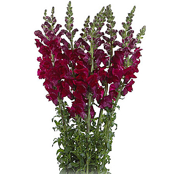 Bunch of rich burgundy snapdragon flowers with tall, upright stems and dark green foliage, featuring deep red blooms ideal for adding height and a dramatic touch to floral arrangements.