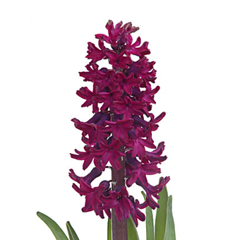 Rich burgundy dark plum Hyacinth bloom, perfect for adding a bold and dramatic touch to floral arrangements for weddings or special events.