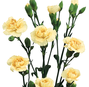 Elegant cream mini carnations, ideal for bouquets and centerpieces at weddings, special events, and floral decorations, adding a soft touch of sophistication.