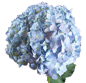 Jumbo blue Hydrangea bloom with soft natural tones, perfect for creating large, lush floral arrangements for weddings, events, or special occasions.