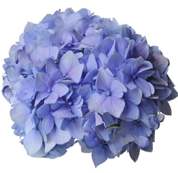 Blue Hydrangea Elite bloom with a soft lavender hue, perfect for adding elegance and color to floral arrangements for weddings or special events.