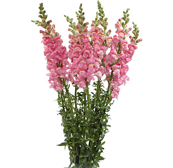 A tall bouquet of pink snapdragon flowers, featuring long stems with clusters of delicate pink blooms, perfect for adding height and elegance to floral arrangements.