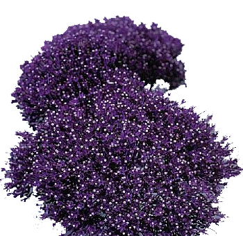 Deep purple trachelium flowers with fine texture, ideal for premium events, weddings, and luxury arrangements.