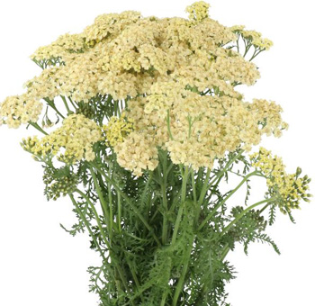 Yarrow cream in bulk at wholesale prices for weddings and events—elegant filler flower for bouquets, centerpieces, and timeless floral designs.