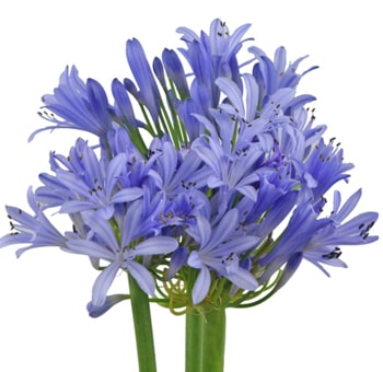 Purple Agapanthus