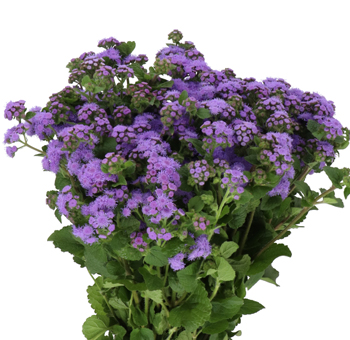 Ageratum blue flowers with fuzzy texture, ideal for weddings, filler bouquets, and floral styling.