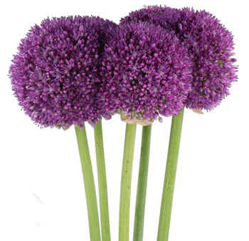 Purple Allium Ambassador wholesale flowers for weddings, bulk blooms perfect for centerpieces & event floral décor.