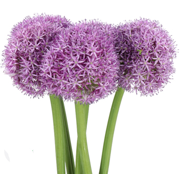 Large purple Allium Globemaster flowers with bold blooms, ideal for luxury weddings, events, and standout floral displays.