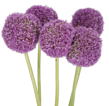Vibrant Allium Giganteum wholesale flowers, stunning tall purple blooms ideal for weddings, events & floral arrangements.