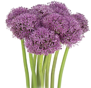 Vivid purple Allium Gladiator flowers, perfect for weddings, offering dramatic beauty and a captivating touch to any event décor.