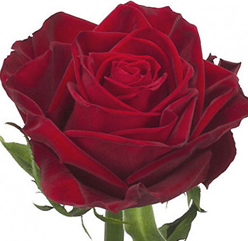 Amada Dark Red Rose – deep red bloom with rich velvety petals, perfect for weddings and upscale events, available in bulk from Whole Blossoms.
