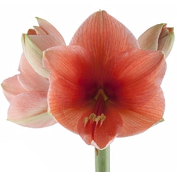 Amaryllis Appricot Orange Flowers