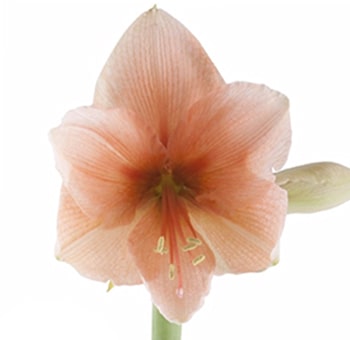 Amaryllis Salmon Peach Flowers