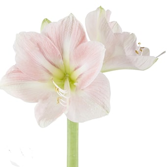 Pink Amaryllis Flower
