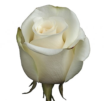 Amelia White Rose – creamy white bloom with large, elegant petals, perfect for weddings and special events, available in bulk from Whole Blossoms.