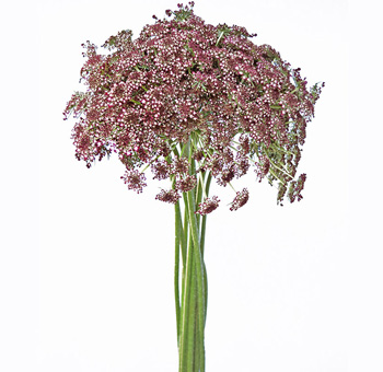 Fresh burgundy Ammi Majus flowers with delicate Queen Anne's Lace blooms and long green stems for wedding bouquets.