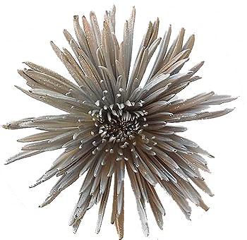 Anastasia Spider Mums Silver