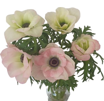 Soft blush Rosa Chiaro anemone flowers with dark centers—perfect for romantic wedding themes, bridal bouquets, and premium floral arrangements.