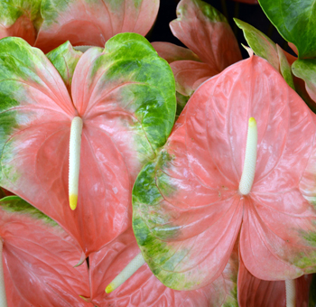 Exotic, long-lasting Fresh Coral Anthurium flowers, perfect for vibrant arrangements and serene home decor.