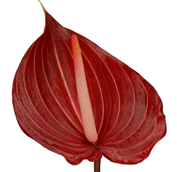 Maroon Anthurium
