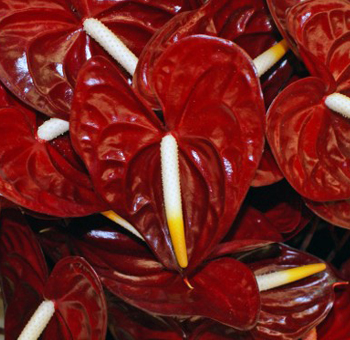 A vibrant Anthurium Kozohara Red plant displaying glossy, heart-shaped leaves and striking red spathes, adding a touch of elegance to any space.