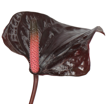 Close-up of mesmerizing Black Anthurium flowers, adding exotic elegance to a stunning floral arrangement.