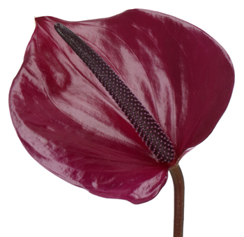 Burgundy Anthurium flowers, their radiant elegance enhancing a sophisticated floral arrangement.