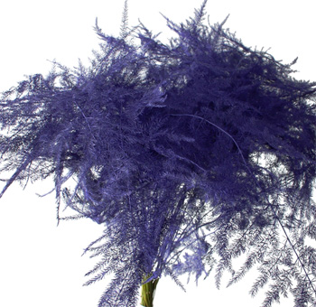 Asparagus Plumosus