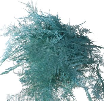 Plumosa Fern