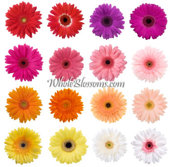 Gerbera Assorted Flowers