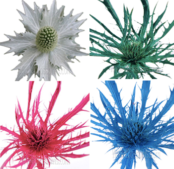 Eryngium