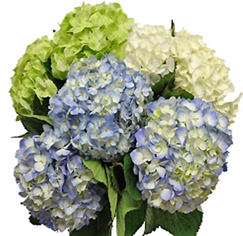 Close-up of Hydrangea Natural flowers showcasing soft blue, white, and green petals with rich texture and full, fresh blooms.