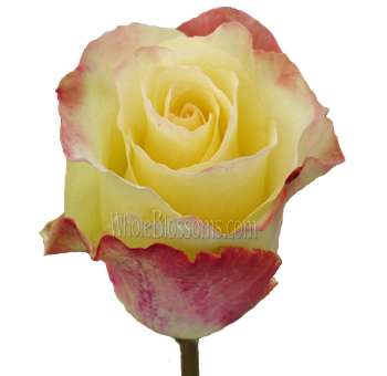 Aubade Unique Bicolor Rose with creamy yellow petals and burgundy edges, perfect for weddings, events, and elegant floral arrangements.