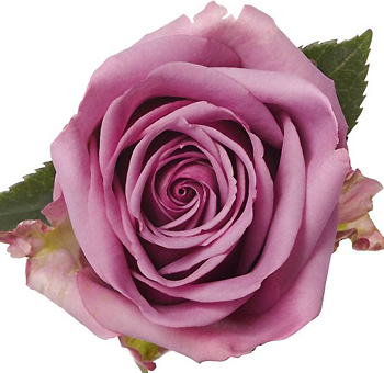 Avant Garde Lavender Rose with soft lavender petals, ideal for weddings, events, and elegant floral arrangements.