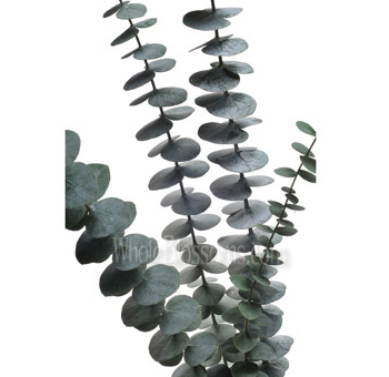 Fresh Baby Blue Eucalyptus leaves radiating a soft silvery-blue glow, perfect for enhancing floral designs and centerpieces.