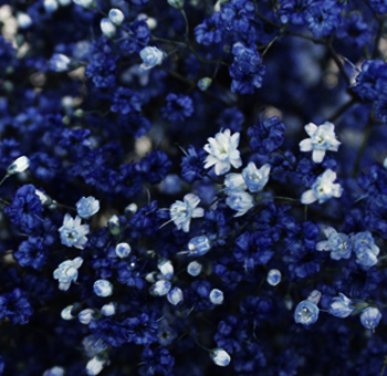 Dark Blue Babys Breath