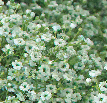 Mint Babys Breath