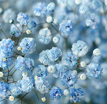 Light Blue Babys Breath