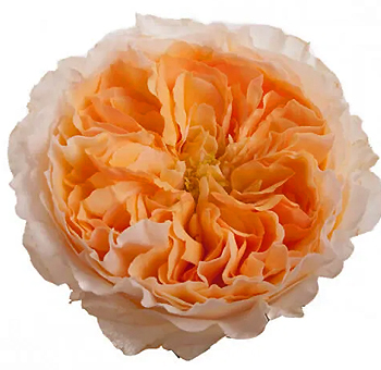 David Austin Beatrice Peach Garden Rose with soft ruffled petals, ideal for weddings, romantic events, and luxurious floral arrangements.