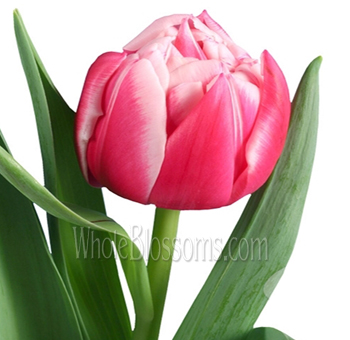 Columbus coral tulips with lush layers, crafted for weddings, gifts, and romantic floral arrangements.