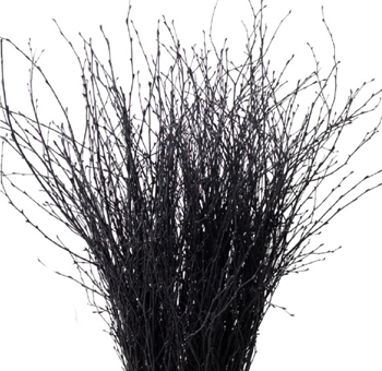 Birch Branches