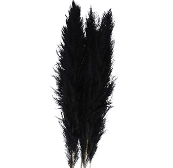 Black Pampas Grass