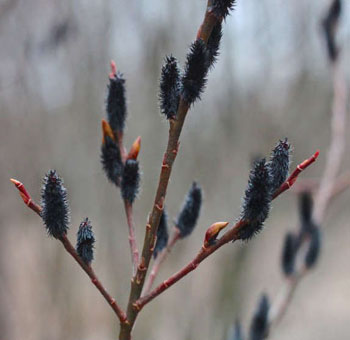 Pussy Willow