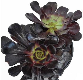 Black Rose succulents with rich texture, perfect for weddings, luxury gifts, and unique floral styling.