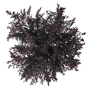 Aster Black Flowers