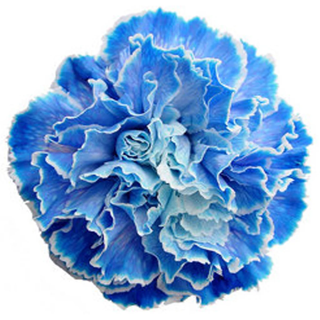 Blue dyed carnation with rich royal blue petals, fresh cut bulk flower ideal for striking event décor, themed celebrations, and bold floral styling.